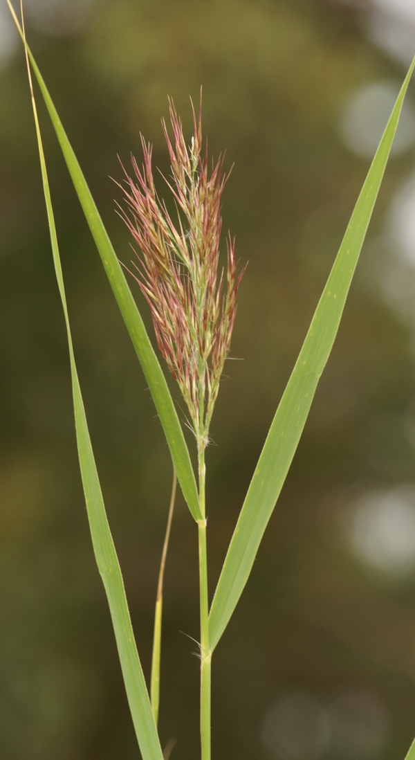 Phragmites australis
